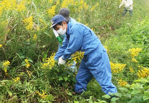 渡良瀬遊水地 外来植物除去活動